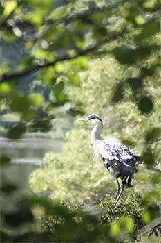 Foto vom Kranich